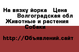 На вязку йорка › Цена ­ 1 000 - Волгоградская обл. Животные и растения » Собаки   